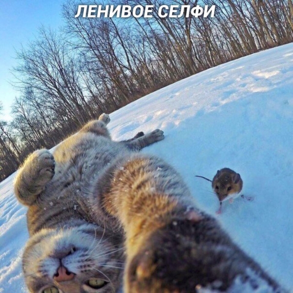 Разновидности селфи на примере котов