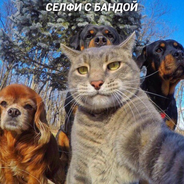 Разновидности селфи на примере котов