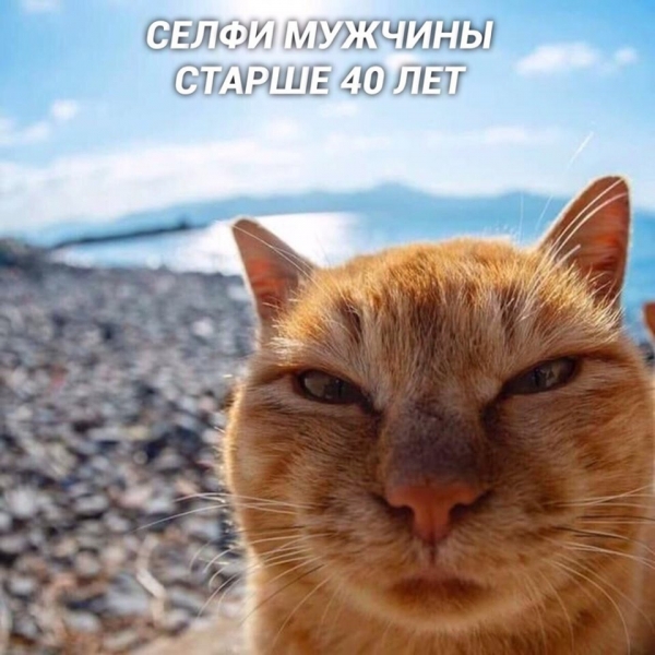 Разновидности селфи на примере котов