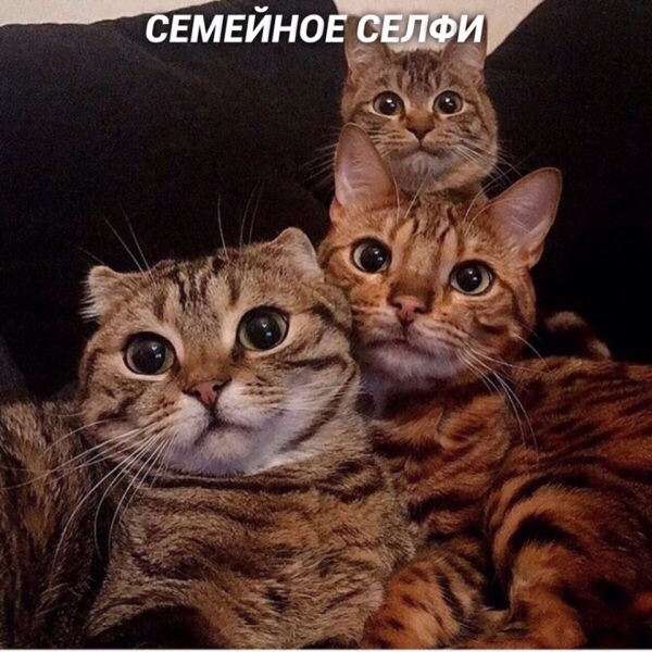 Разновидности селфи на примере котов