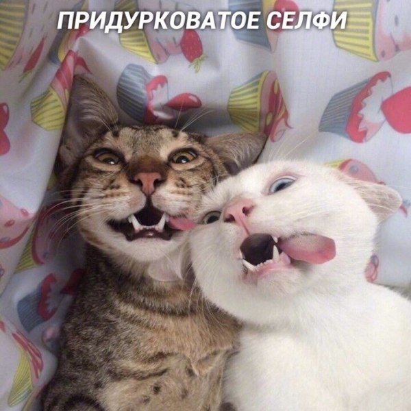Разновидности селфи на примере котов