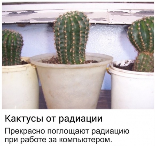 Странные лоты на интернет-аукционах