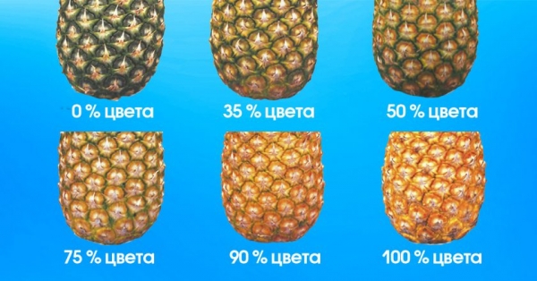 Как не ошибиться при выборе ананаса