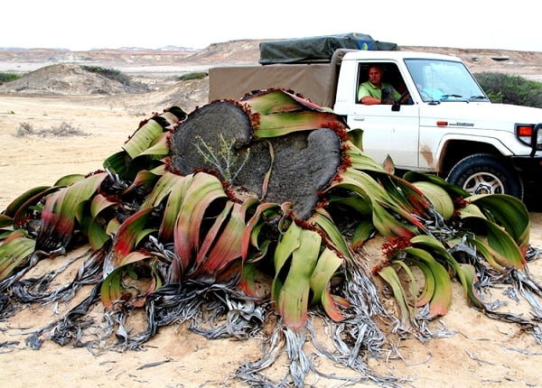 Удивительное растение пустыни возрастом 2000 лет
