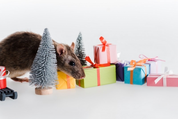 Правильно выбираем подарки в Год Крысы