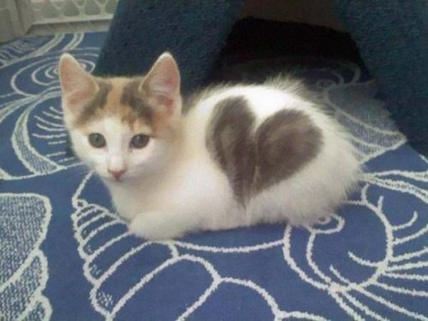 Коты с невероятно красивым окрасом