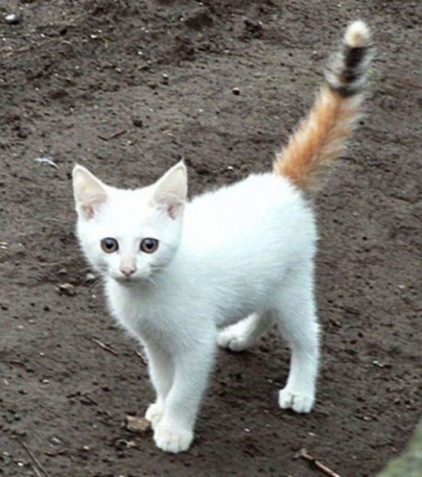 Коты с невероятно красивым окрасом