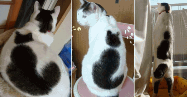 Коты с невероятно красивым окрасом
