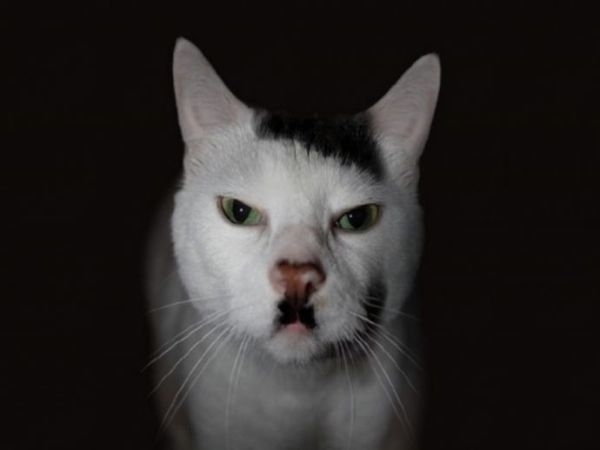 Коты с невероятно красивым окрасом