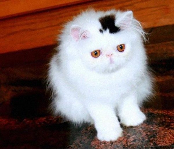 Коты с невероятно красивым окрасом