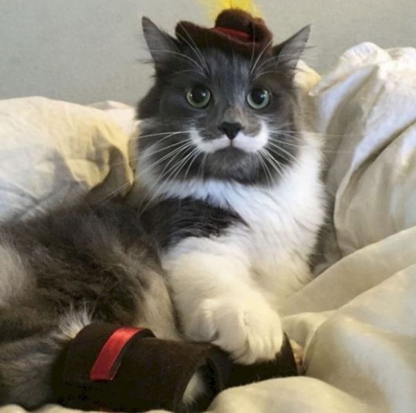 Коты с невероятно красивым окрасом