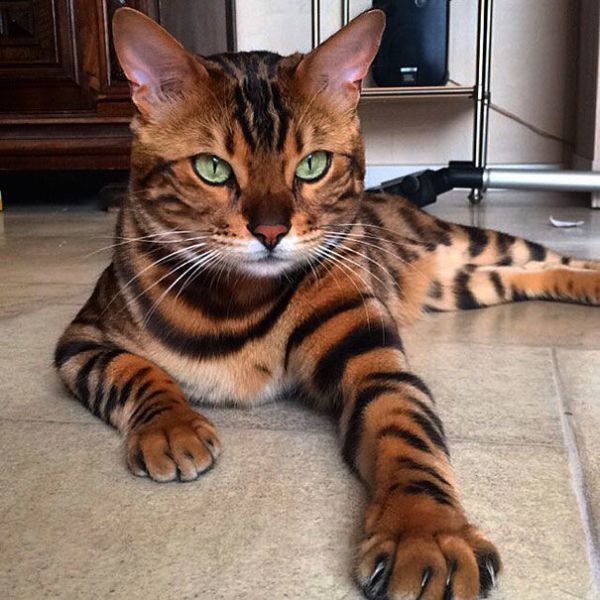 Коты с невероятно красивым окрасом