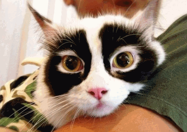 Коты с невероятно красивым окрасом