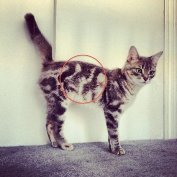 Коты с невероятно красивым окрасом