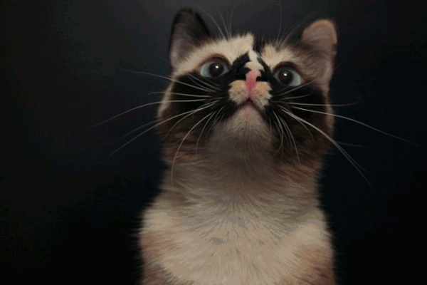 Коты с невероятно красивым окрасом