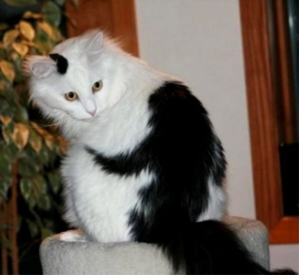 Коты с невероятно красивым окрасом