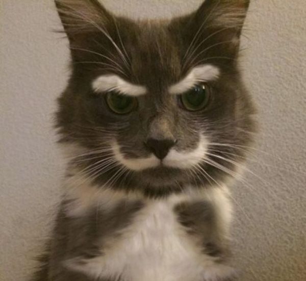 Коты с невероятно красивым окрасом