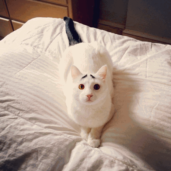 Коты с невероятно красивым окрасом