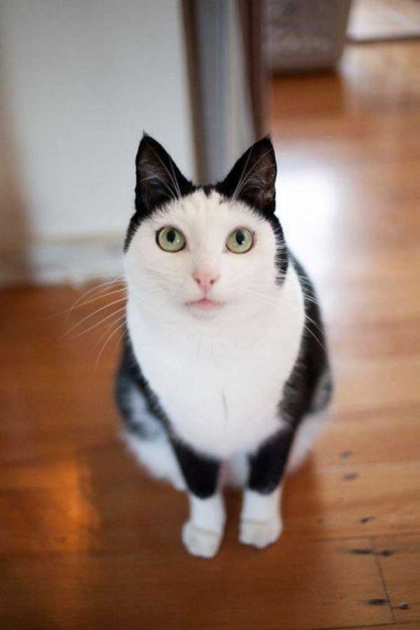 Коты с невероятно красивым окрасом