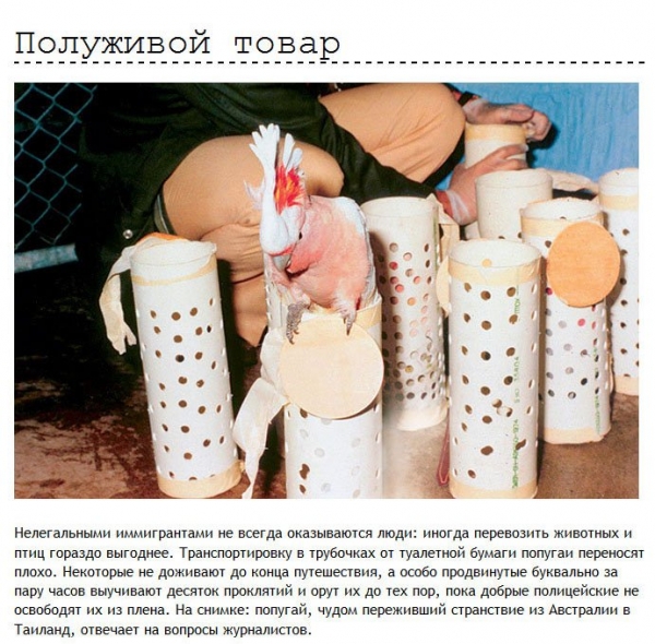 Находчивости контрабандистов можно позавидовать