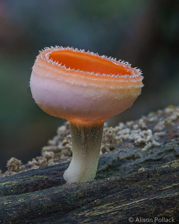 Нереальная красота макроснимков грибов
