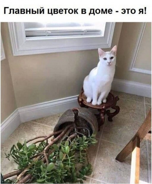 Прикольные картиносы