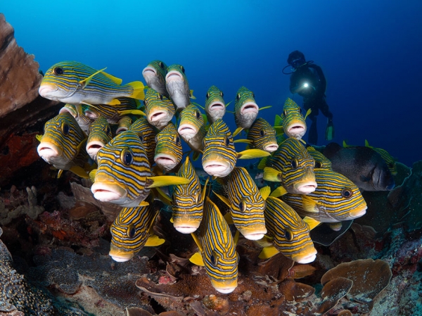 Победители конкурса фотографии Ocean Art 2019