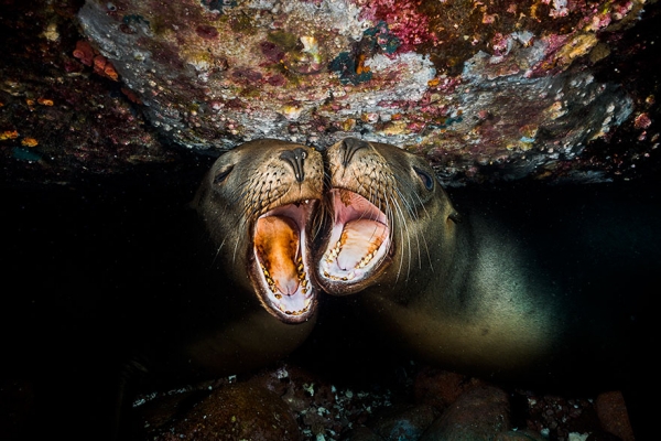 Победители конкурса фотографии Ocean Art 2019
