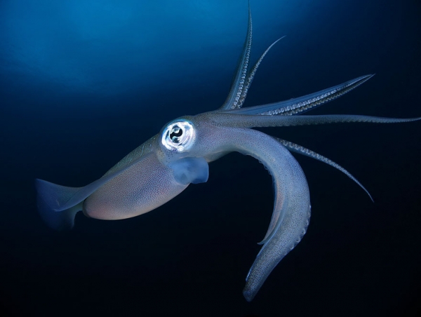 Победители конкурса фотографии Ocean Art 2019