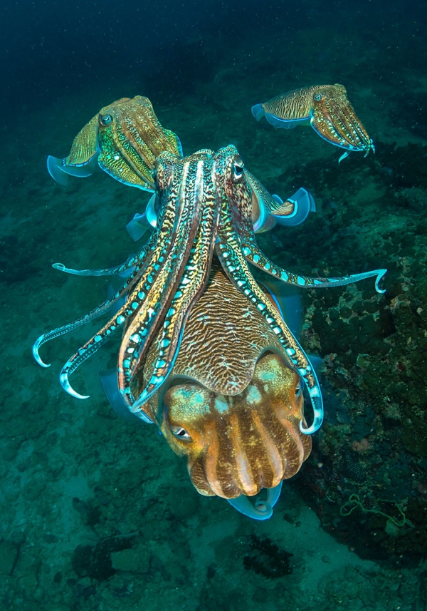 Победители конкурса фотографии Ocean Art 2019