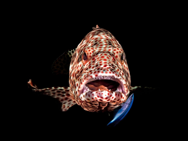 Победители конкурса фотографии Ocean Art 2019