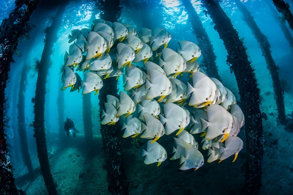 Победители конкурса фотографии Ocean Art 2019