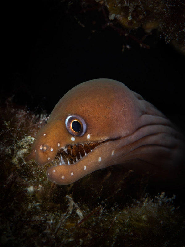 Победители конкурса фотографии Ocean Art 2019