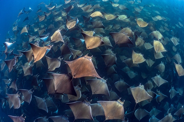 Победители конкурса фотографии Ocean Art 2019