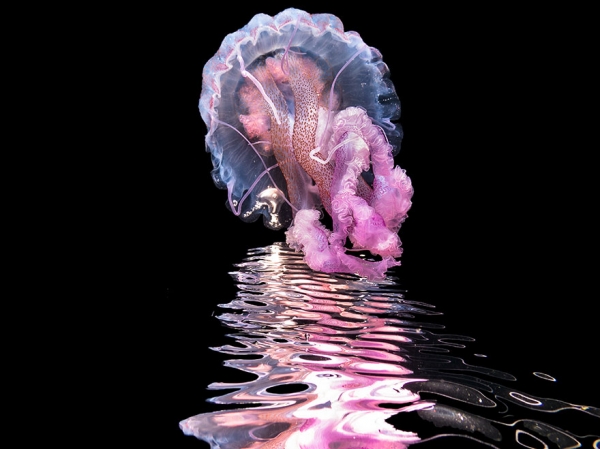 Победители конкурса фотографии Ocean Art 2019