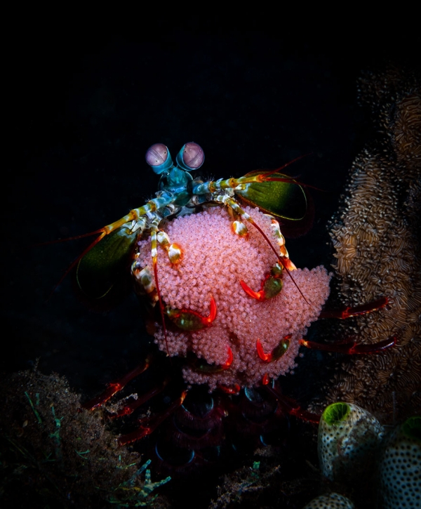Победители конкурса фотографии Ocean Art 2019
