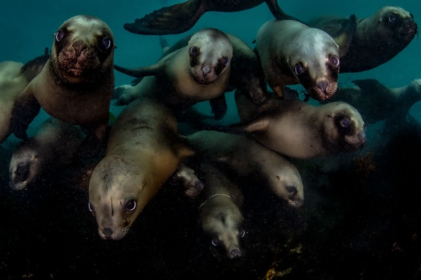 Победители конкурса фотографии Ocean Art 2019