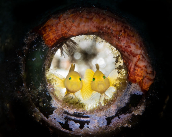 Победители конкурса фотографии Ocean Art 2019