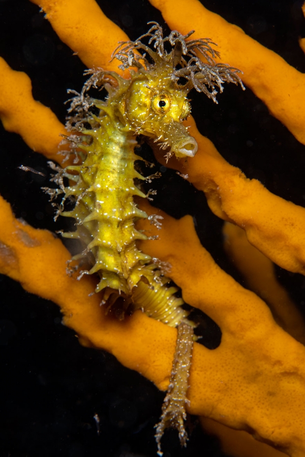 Победители конкурса фотографии Ocean Art 2019