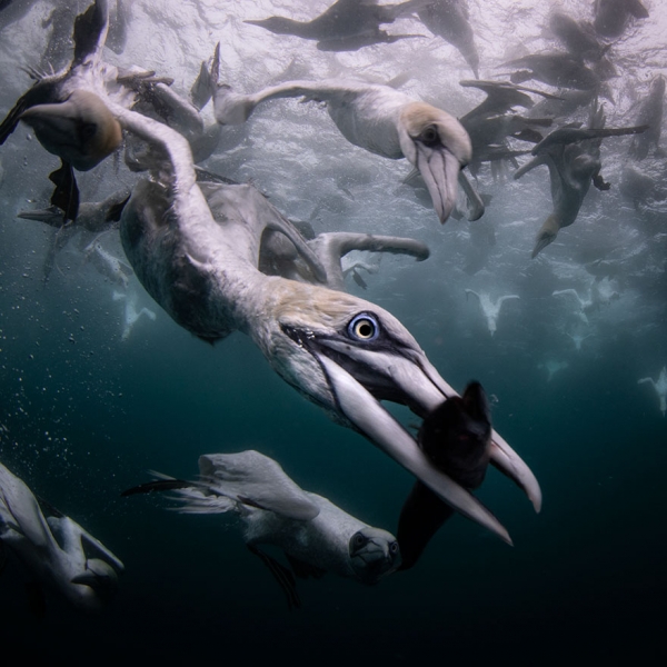 Победители конкурса фотографии Ocean Art 2019