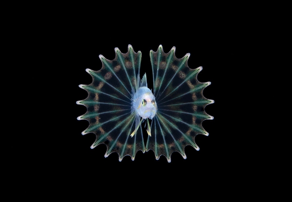 Победители конкурса фотографии Ocean Art 2019