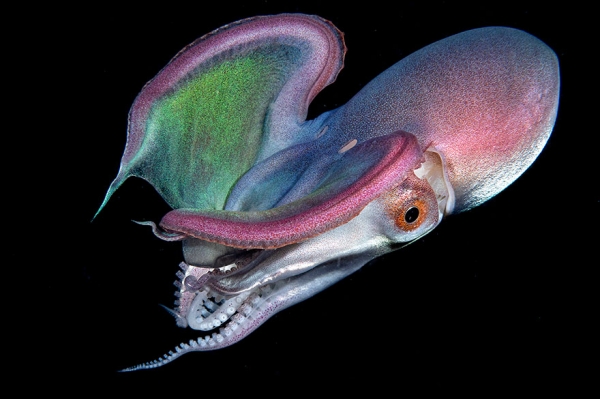 Победители конкурса фотографии Ocean Art 2019