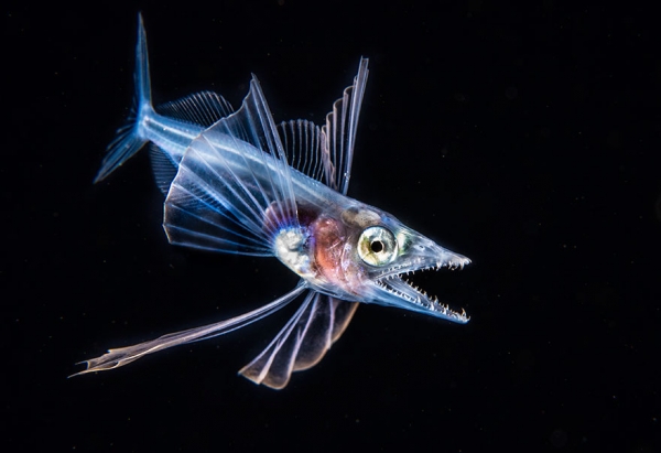 Победители конкурса фотографии Ocean Art 2019