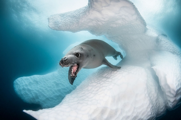 Победители конкурса фотографии Ocean Art 2019