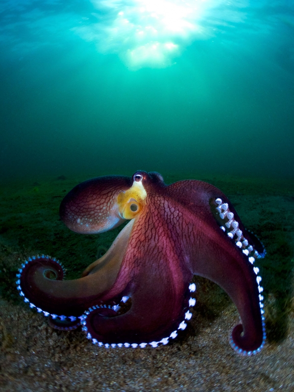 Победители конкурса фотографии Ocean Art 2019