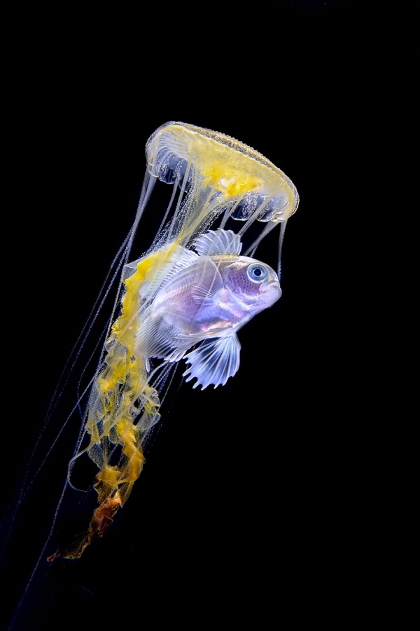 Победители конкурса фотографии Ocean Art 2019