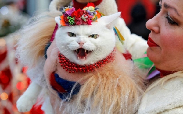 Милоты Вам в ленту