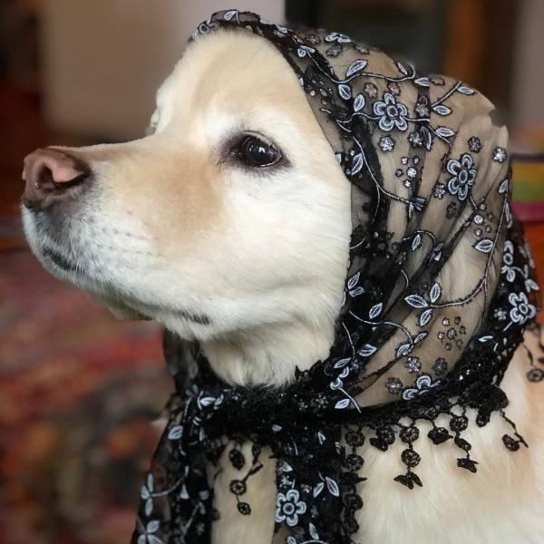 Собачки косят под бабушек