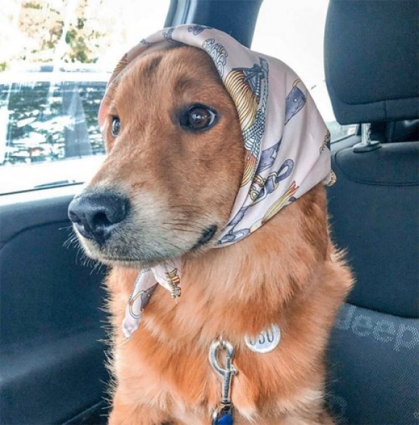 Собачки косят под бабушек
