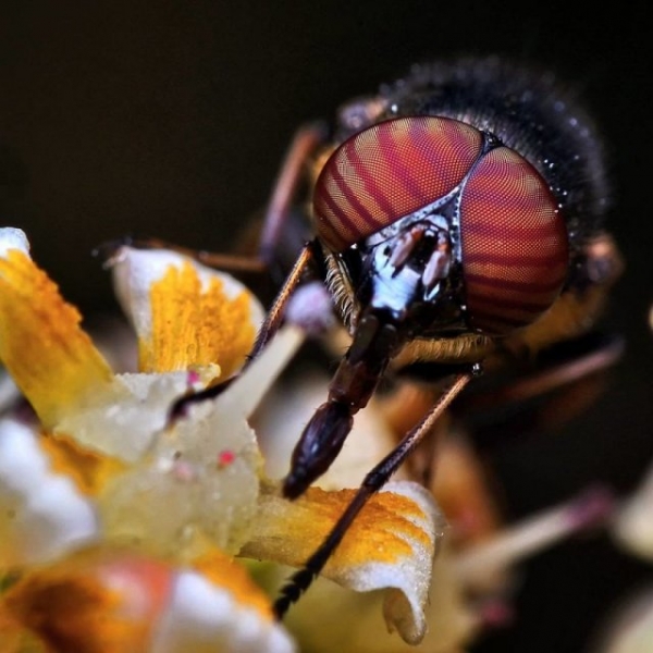 Мир насекомых тоже может быть завораживающим